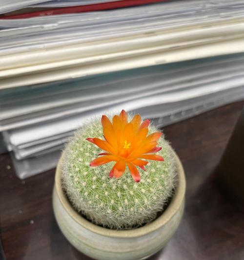 仙人球刷灰水开花原理是什么？