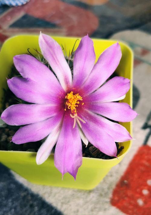 仙人球刷灰水开花原理是什么？