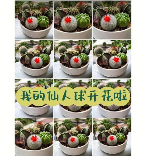 仙人球刷灰水开花原理是什么？