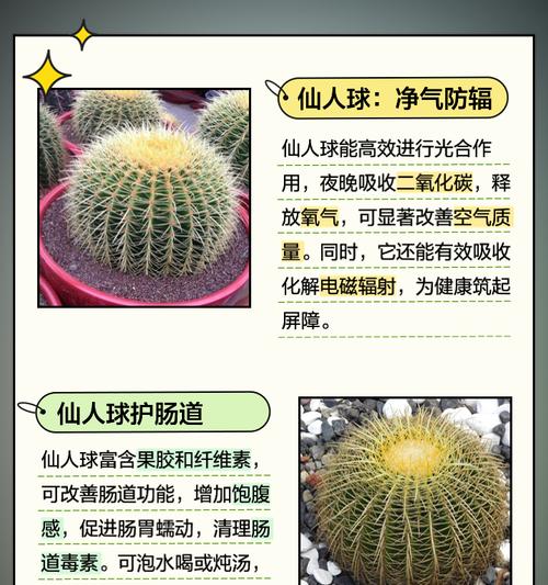 青玉虾仙人球的存活方法是什么？