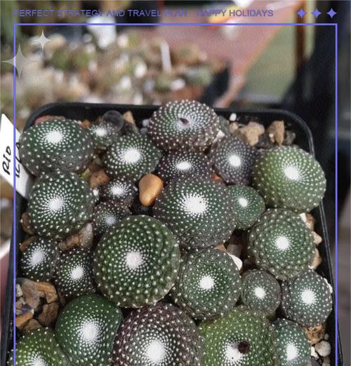 青玉虾仙人球的存活方法是什么？