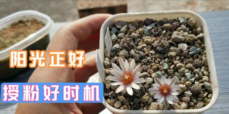 仙人球授粉方法是什么？