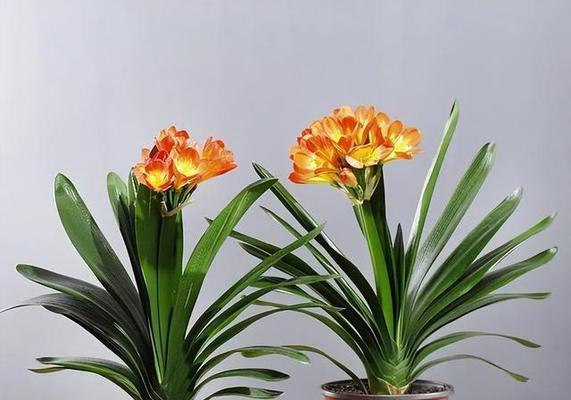 哪种花的叶子与君子兰相似？