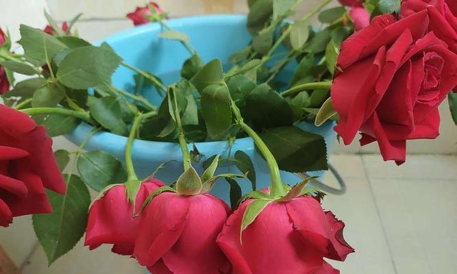 剪到的玫瑰花根如何保持活力？