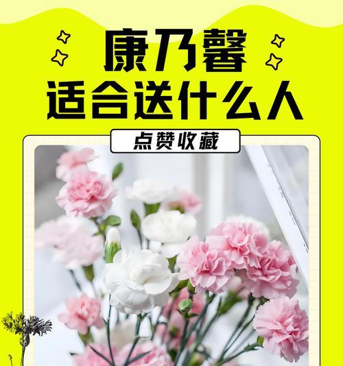 康乃馨玫瑰花怎么养护方法？如何保持康乃馨玫瑰的鲜艳？