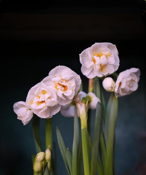 牡丹花花苞出现的时间和原因是什么？