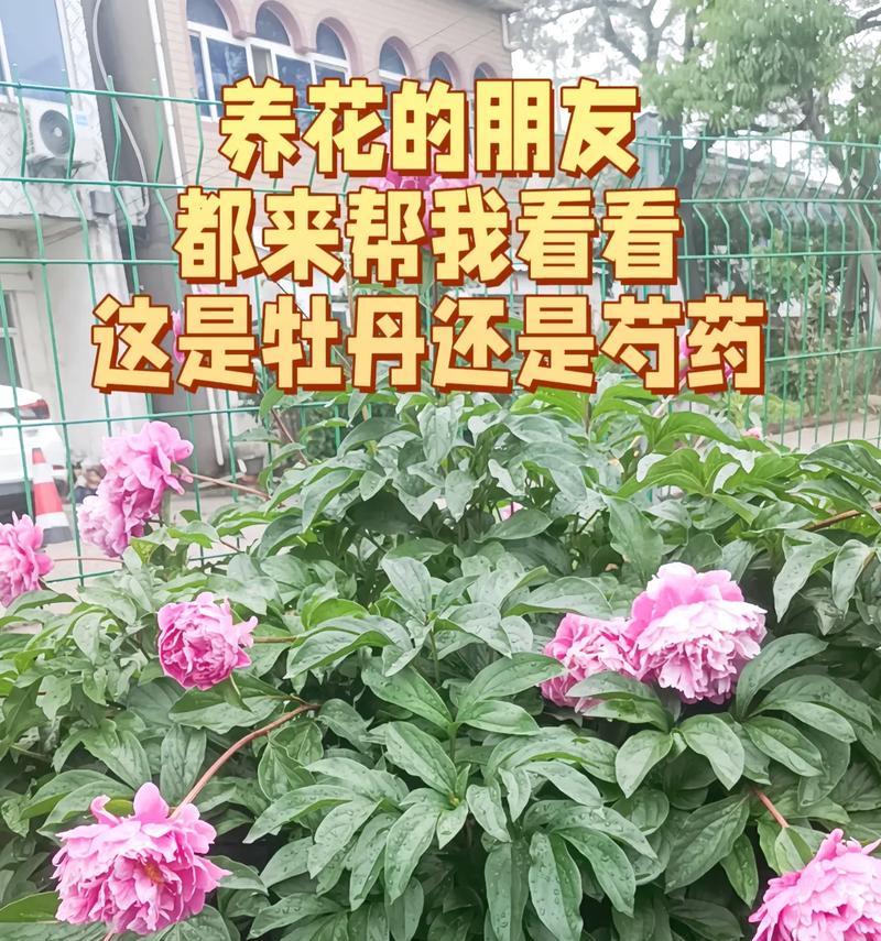牡丹花花苞出现的时间和原因是什么？