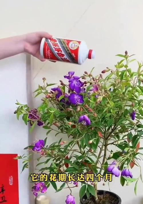 牡丹花花苞出现的时间和原因是什么？