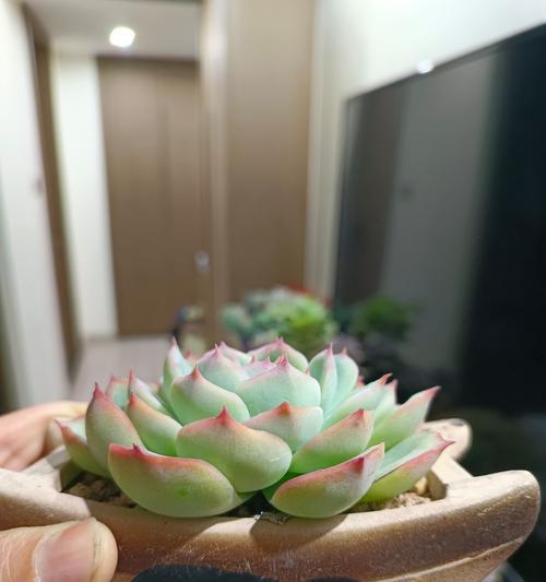 花瓶加土仙人掌的养护要点是什么？有哪些注意事项？