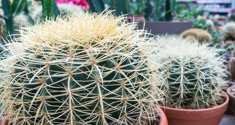 多种仙人球植物的养护方法有哪些？需要注意什么？