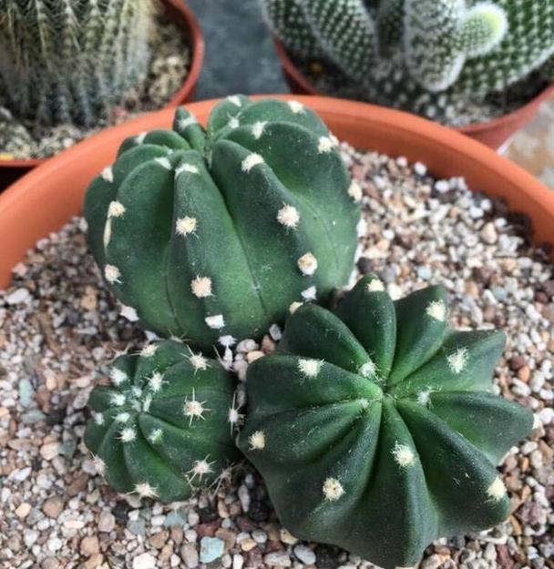 多种仙人球植物的养护方法有哪些？需要注意什么？