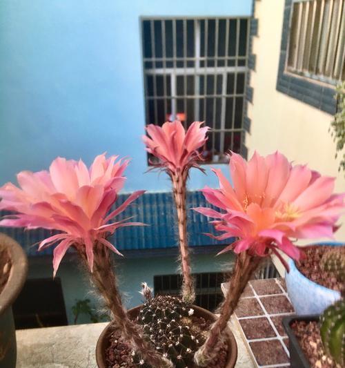 多种仙人球植物的养护方法有哪些？需要注意什么？