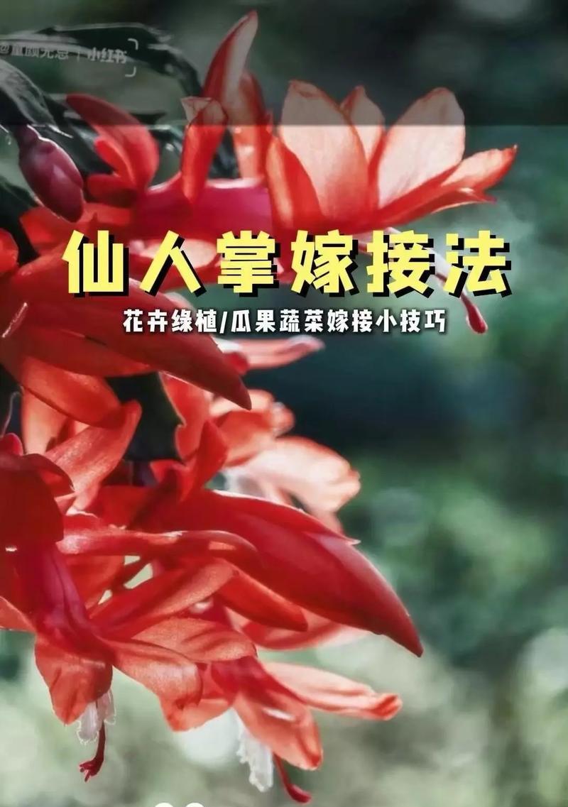 梅花嫁接到仙人球上能活吗？如何提高存活率？