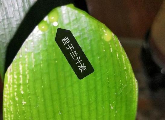 君子兰冻伤根后如何挽救？正确的养护方法是什么？