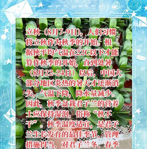 君子兰冻伤根后如何挽救？正确的养护方法是什么？