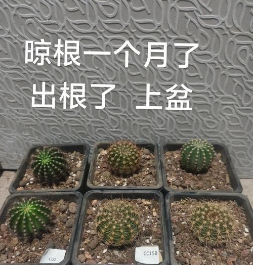 歪根仙人球的种植方法有哪些？如何确保其正常生长？