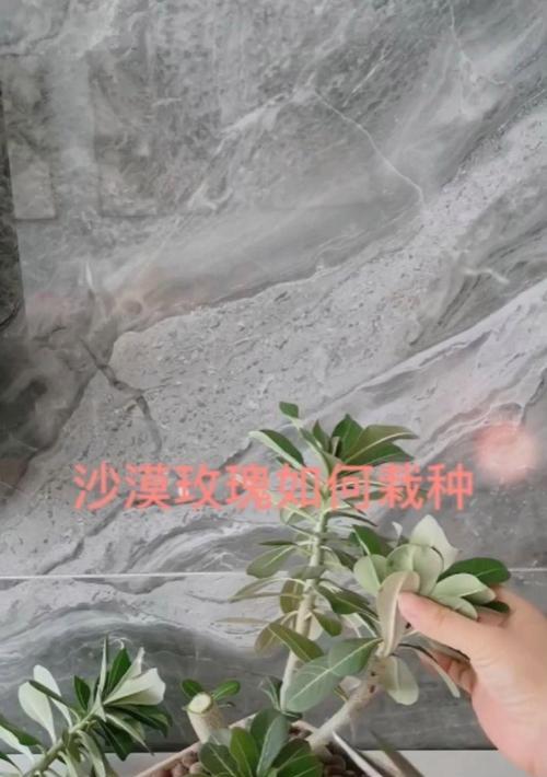 玫瑰花的栽种方法是什么？栽种后如何管理？