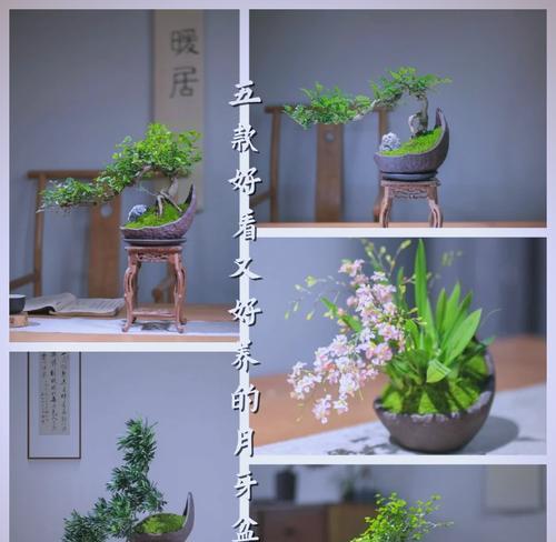仙人球招财猫养护方法是什么？怎样才能养得更美观？