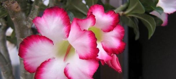 玫瑰花的保养管理技巧有哪些？怎样才能保持花色鲜艳？
