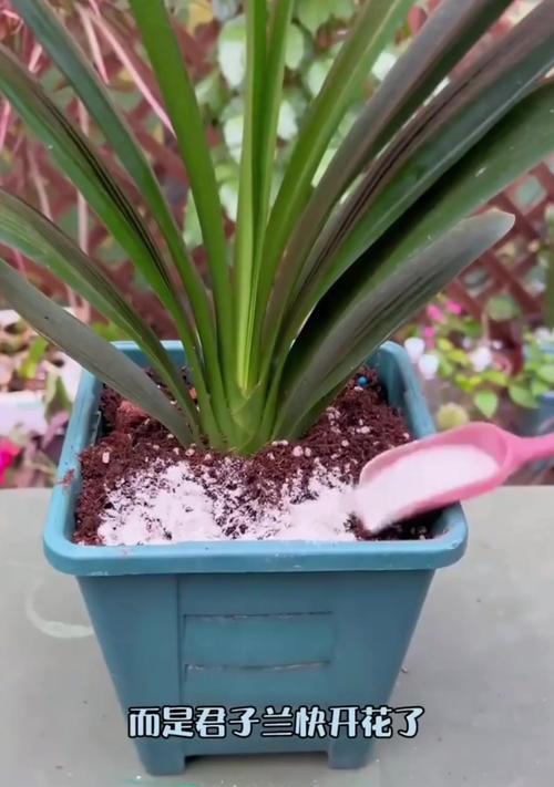 君子兰种植对土壤有何特殊要求？