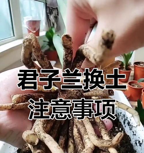君子兰种植对土壤有何特殊要求？