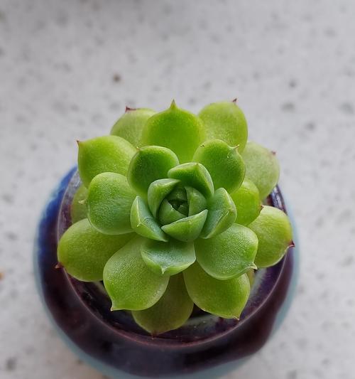 新天地仙人球如何养得肉肉的？
