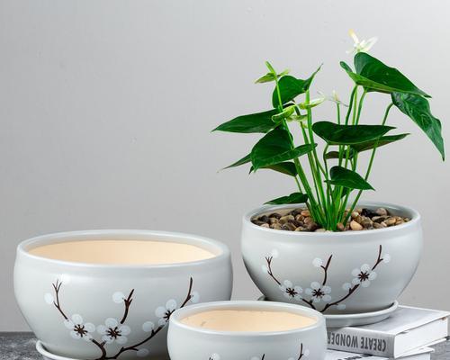 中君子兰适合用哪种花盆？如何选择合适的花盆？