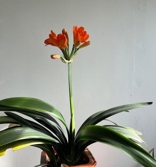中君子兰适合用哪种花盆？如何选择合适的花盆？