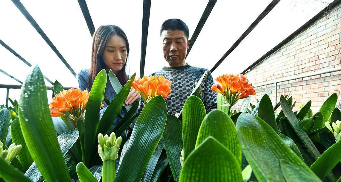 钩君子兰大盆栽的技巧是什么？如何确保成活率？
