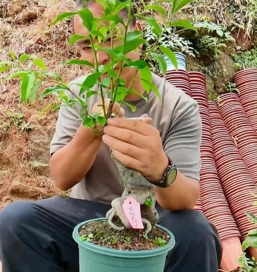 过度修剪玫瑰花后如何抢救？有哪些有效的恢复措施？