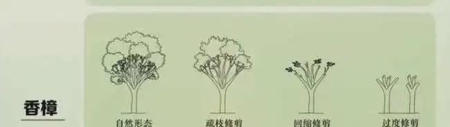 过度修剪玫瑰花后如何抢救？有哪些有效的恢复措施？