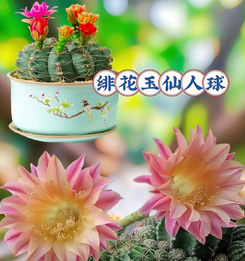 牡丹玫瑰仙人球的养护方法是什么？有哪些注意事项？