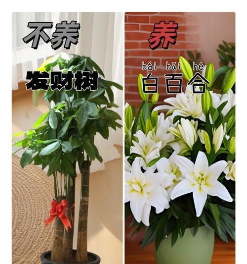 绿荔枝仙人球如何养护才能开花？关键步骤是什么？