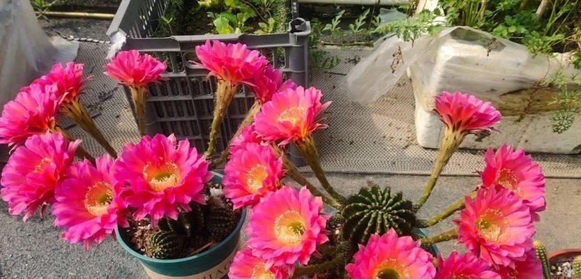 绿荔枝仙人球如何养护才能开花？关键步骤是什么？