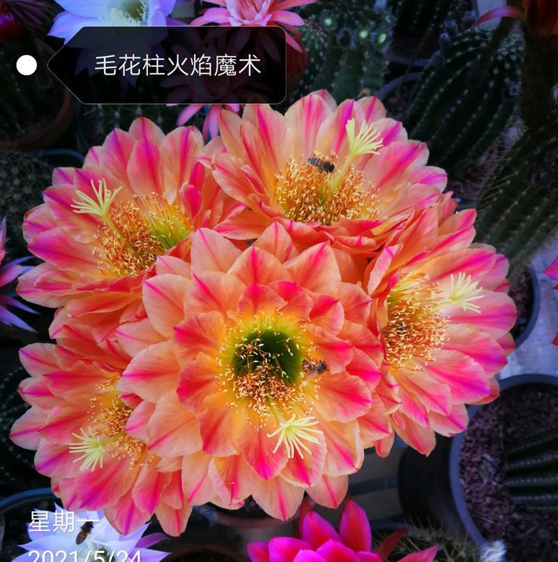 绿荔枝仙人球如何养护才能开花？关键步骤是什么？
