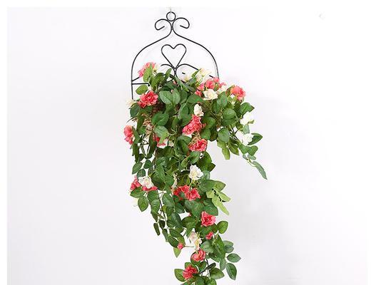 玫瑰花老桩藤蔓如何养护？有哪些技巧？
