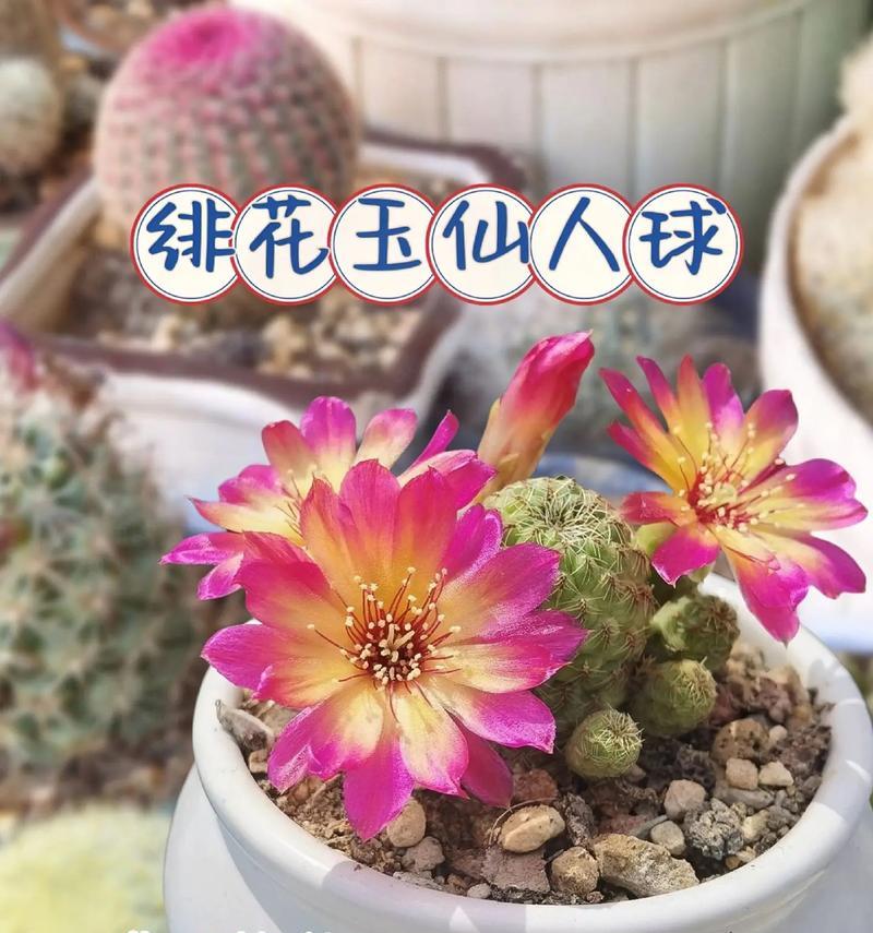 金仙人球的养殖技巧是什么？如何使其外观更吸引人？