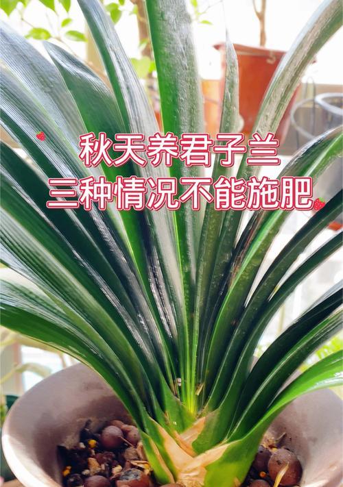 君子兰什么时间给施肥最好？有哪些推荐？
