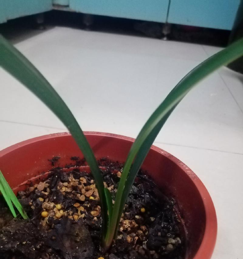 君子兰栽培苗的养护管理技巧是什么？