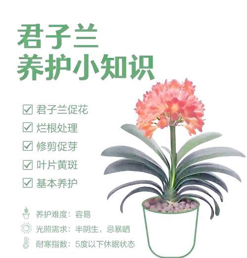 君子兰栽培苗的养护管理技巧是什么？
