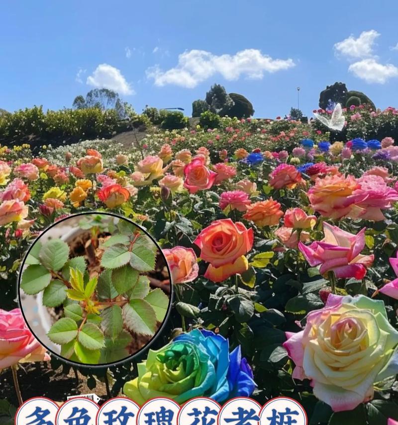 哪种玫瑰花品种可以跳舞？它们的特性是什么？