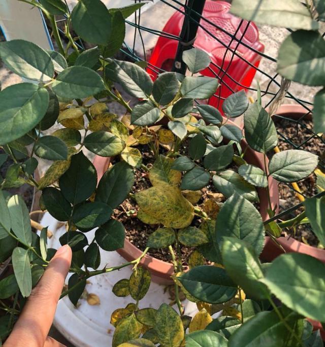 玫瑰花出现黑点的处理方法是什么？