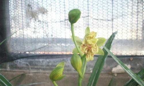 玫瑰花出现黑点的处理方法是什么？