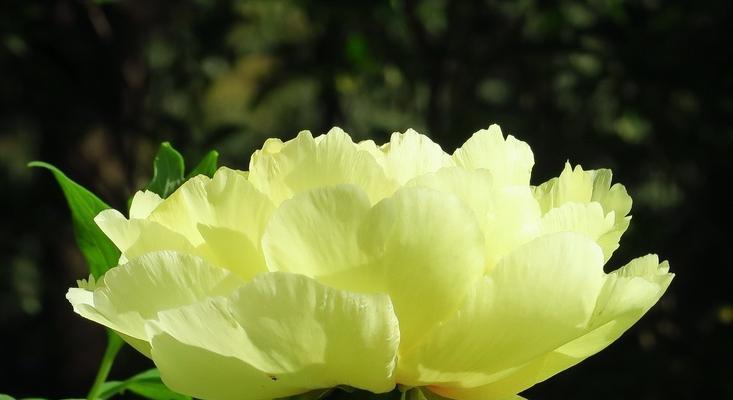 黄牡丹花有哪些品种？哪种最适合家庭养护？