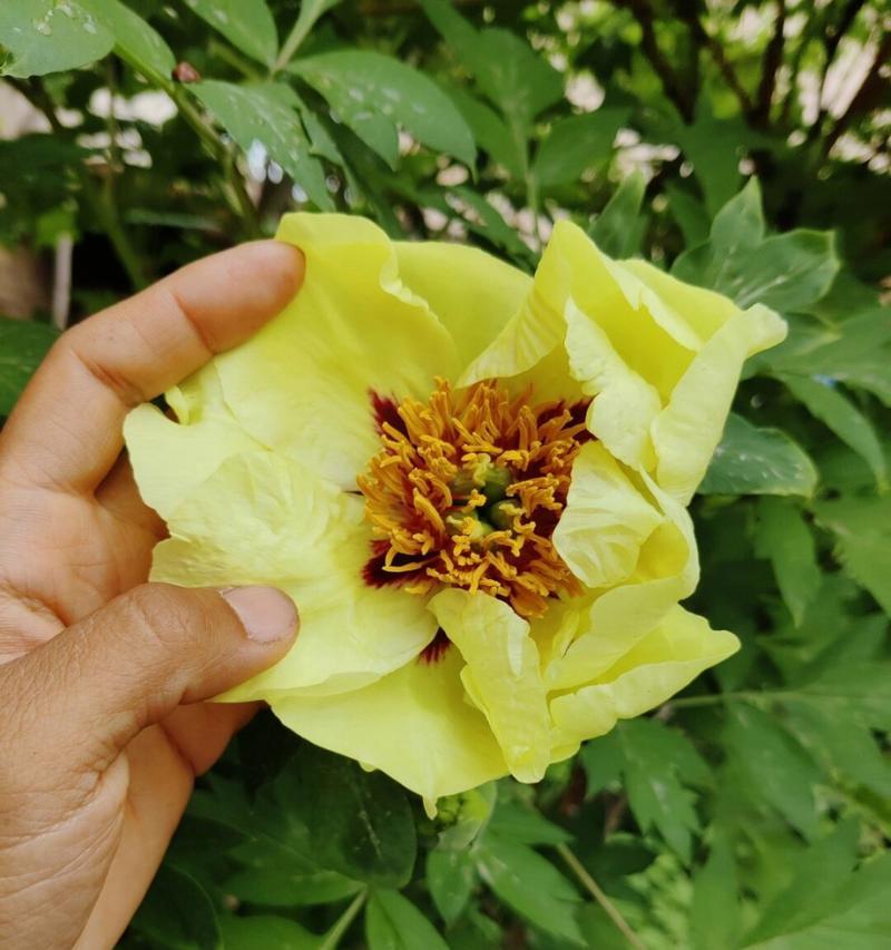 黄牡丹花有哪些品种？哪种最适合家庭养护？