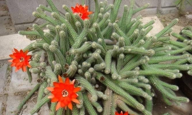仙人球属于动植物中的哪一类？
