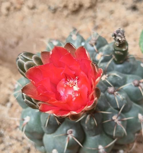 仙人球属于动植物中的哪一类？