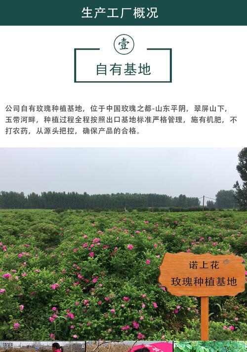 玫瑰花的标准花瓣数量是多少？