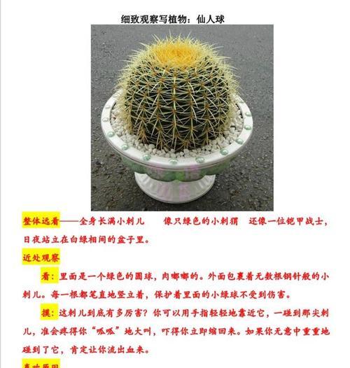 小黄鱼仙人球的养殖步骤是什么？
