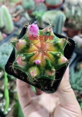 瑞云牡丹仙人球开花吗怎么养？如何促进其开花？